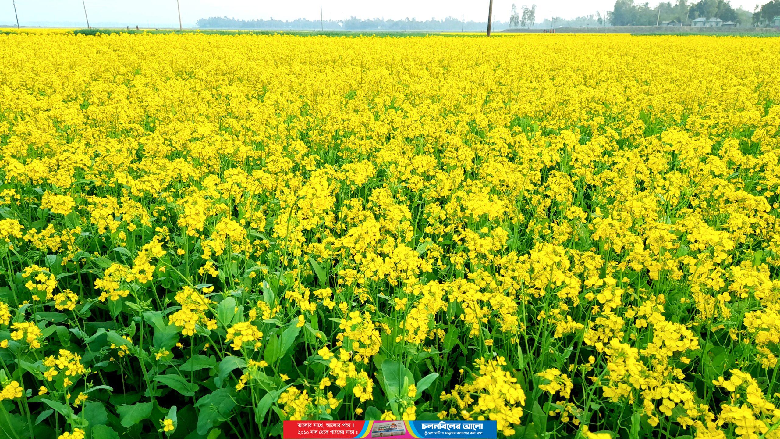 উপজেলার হান্ডিয়াল সিদ্ধিনগর গ্রামের মাঠ থেকে ছবিটি তোলা।