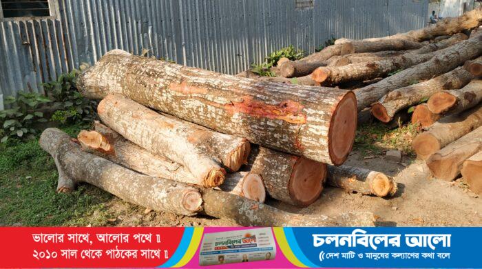 ছবিঃ পাবনার ভাঙ্গুড়া পৌর সদরের কালীবাড়ী বাজারে স‘মিলে ফেলে রাখা গাছের গুড়ি।
