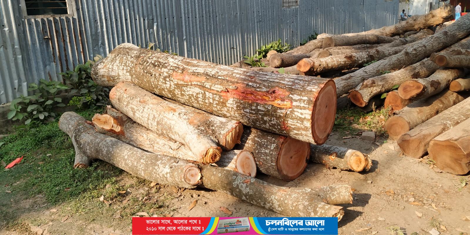 ছবিঃ পাবনার ভাঙ্গুড়া পৌর সদরের কালীবাড়ী বাজারে স‘মিলে ফেলে রাখা গাছের গুড়ি।