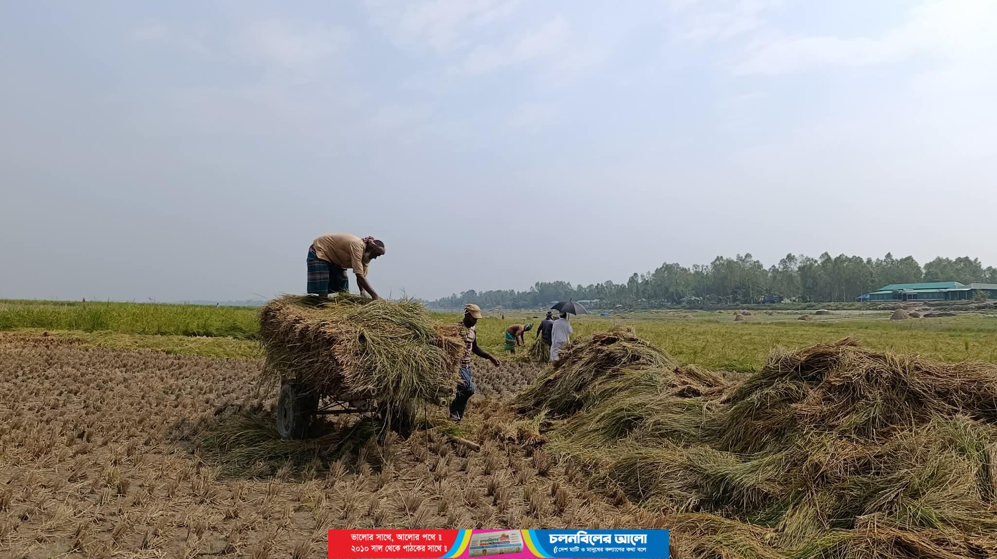 চৌহালীতে স্হানীয় বোরো ধানের বাম্পার ফলন, খুশি কৃষক