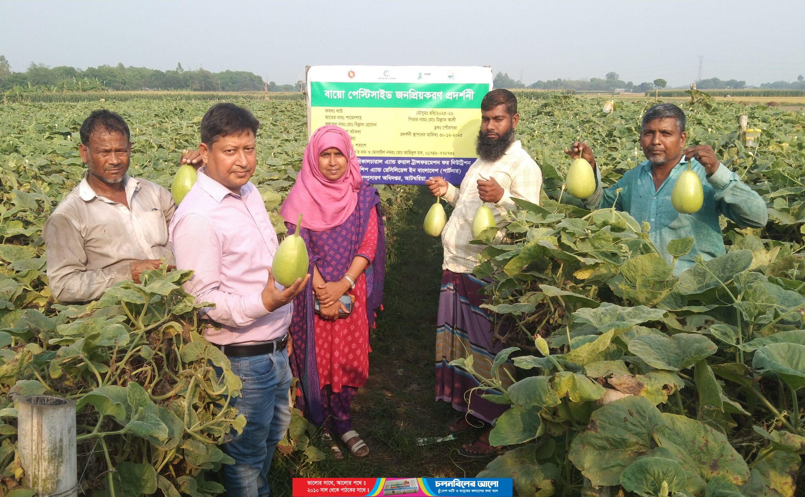 বাৎসরিক ১৫ হাজার টাকা পরিত্যক্ত জমি লিজ নিয়ে লাউ চাষে সফল আটঘরিয়ার কৃষক বিল্লাহ 