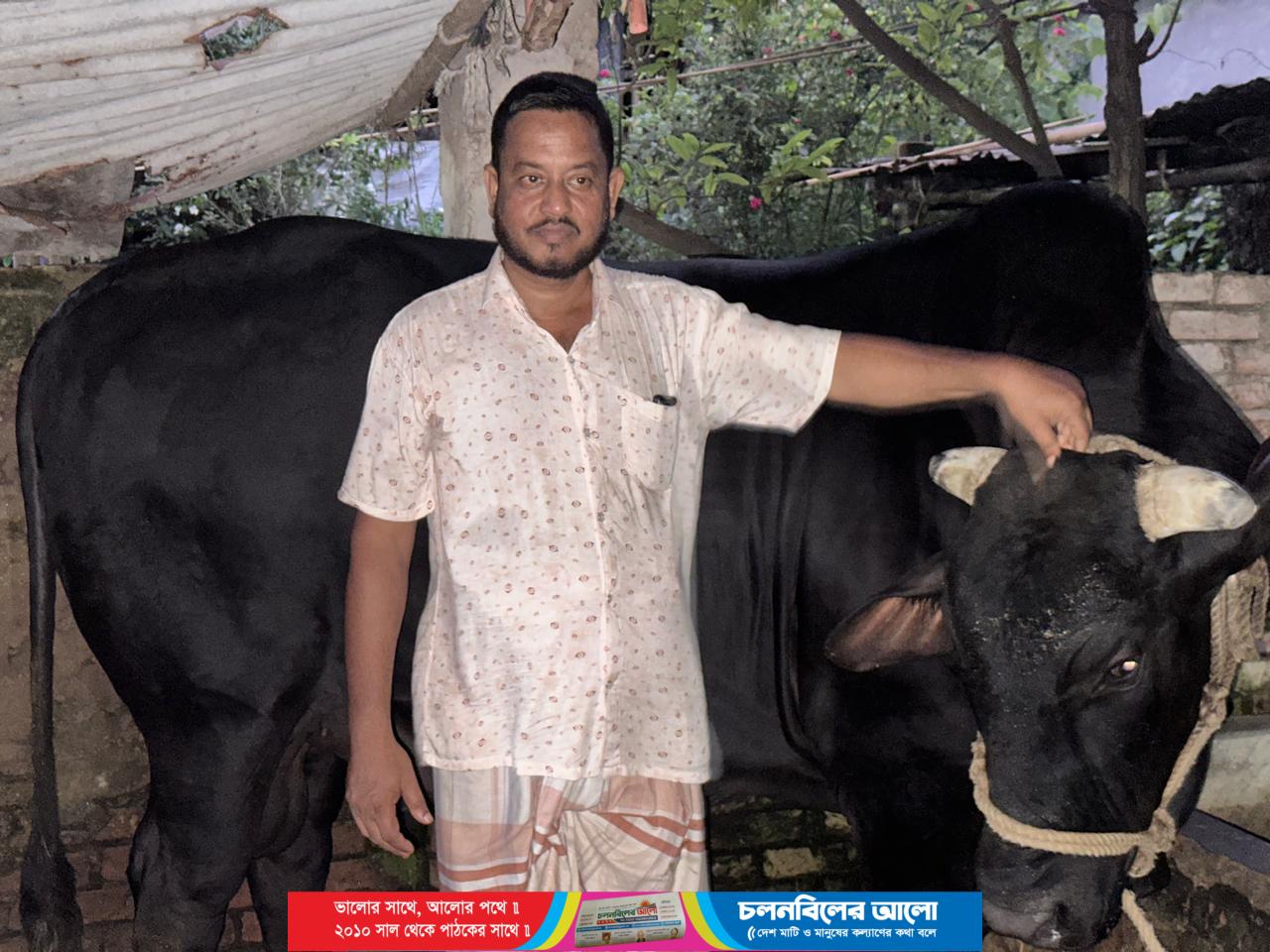 কোরবানির পশুর হাট কাপাতে প্রস্তুত চাটমোহরের “বাহারাম বাদশা”
