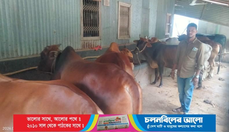 চৌহালীতে সাড়ে ৬২ হাজার গবাদিপশু কোরবানির জন্য প্রস্তুত 