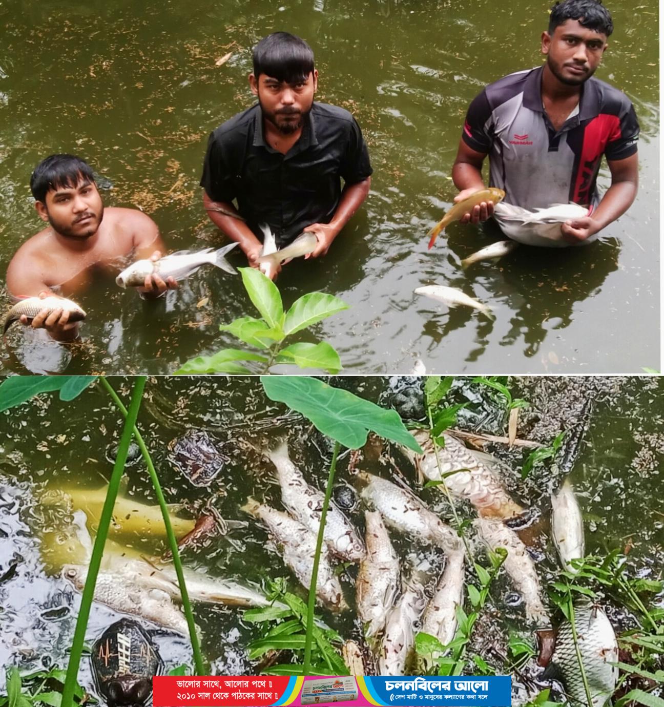জমিজমা সংক্রান্ত বিরোধের জেরে পুকুরে বিষ প্রয়োগের অভিযোগ, ৫ লাখ টাকার মাছ নিধন