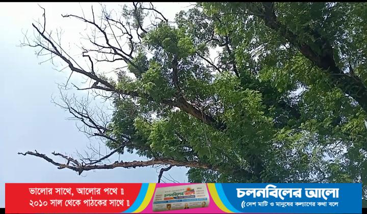 সিরাজগঞ্জ ইলিয়োট ব্রিজের পূর্ব পার্শের শুকনো কড়ি গাছের ডাল ভেঙে পড়ার আশঙ্কায় পথচারী