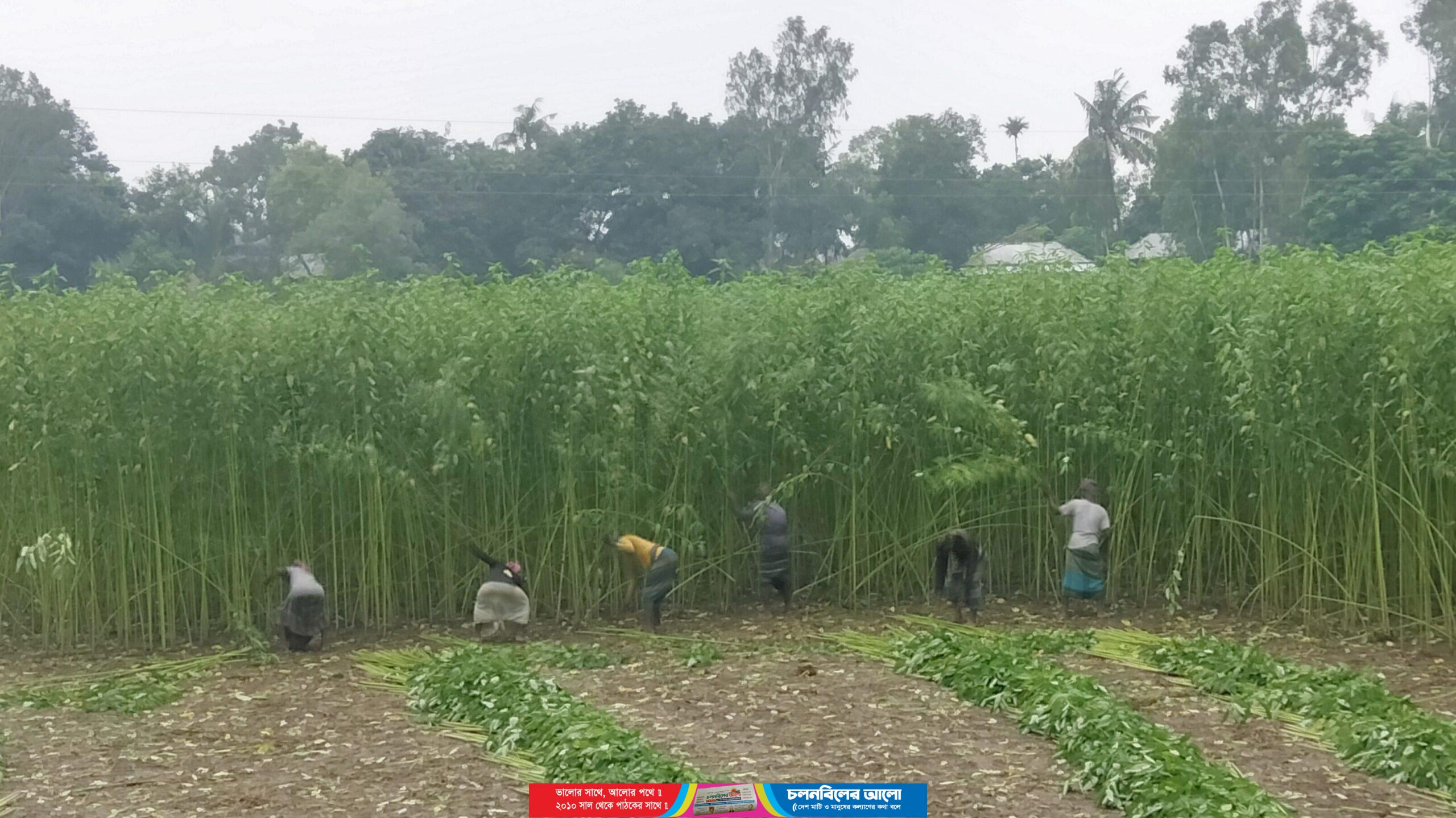 চৌহালীতে সোনালী আশ কাটা শুরু: বাম্পার ফলনে কৃষকের মুখে হাসি 