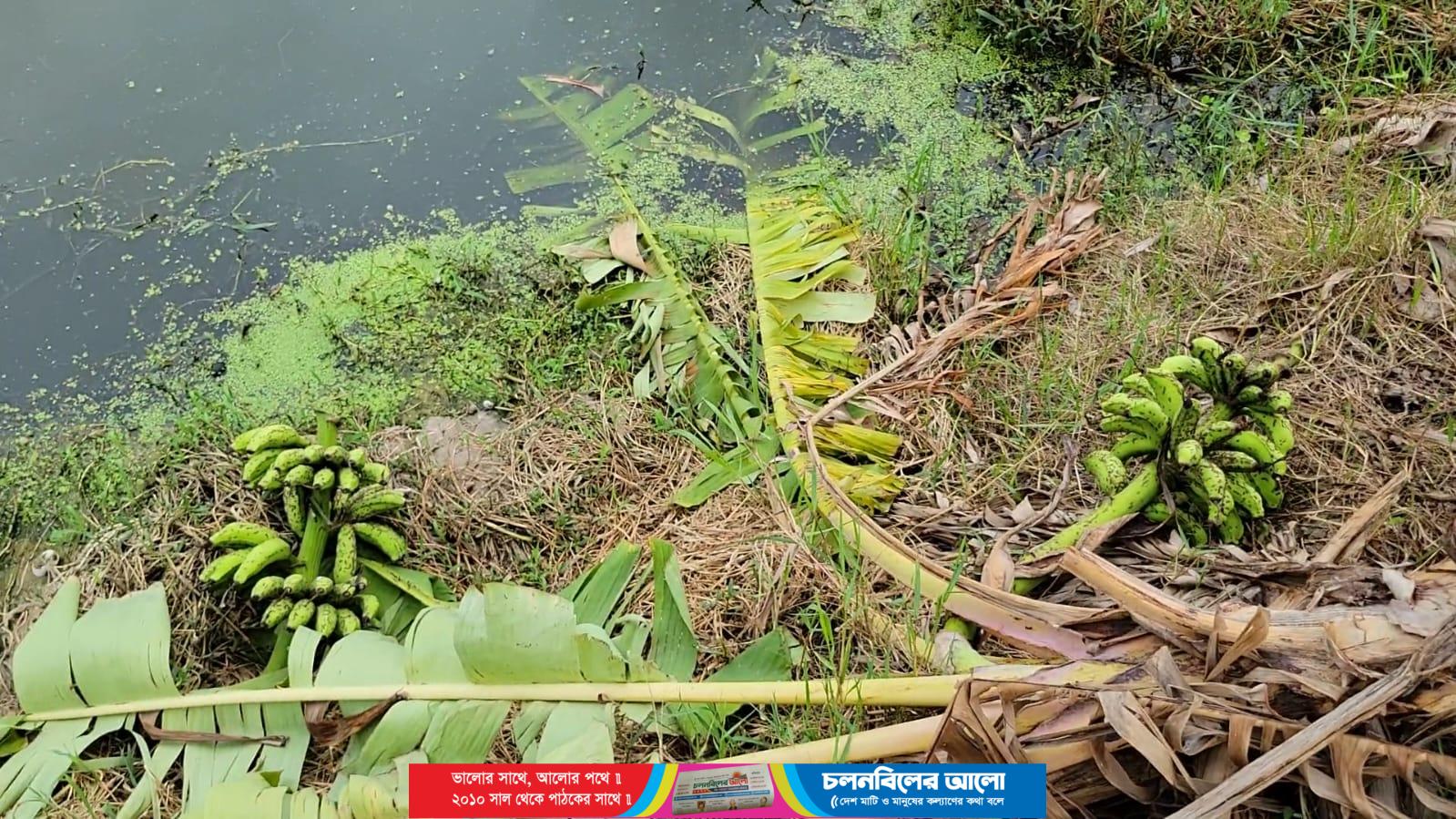 আটঘরিয়ায় পুকুর দখল ও ফল ধরন্ত কলা গাছ কেটে সাবাড় : লক্ষাধিক টাকার ক্ষয়ক্ষতির অভিযোগ