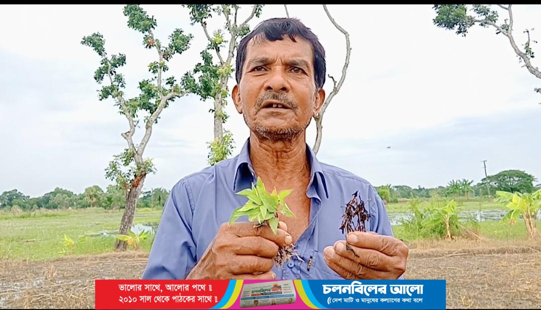 তালার শিরাশুনিতে নিসন্তান মোসলেমউদ্দীনের ক্রয়কৃত জমির ফসল পুড়িয়ে নষ্টের অভিযোগ 