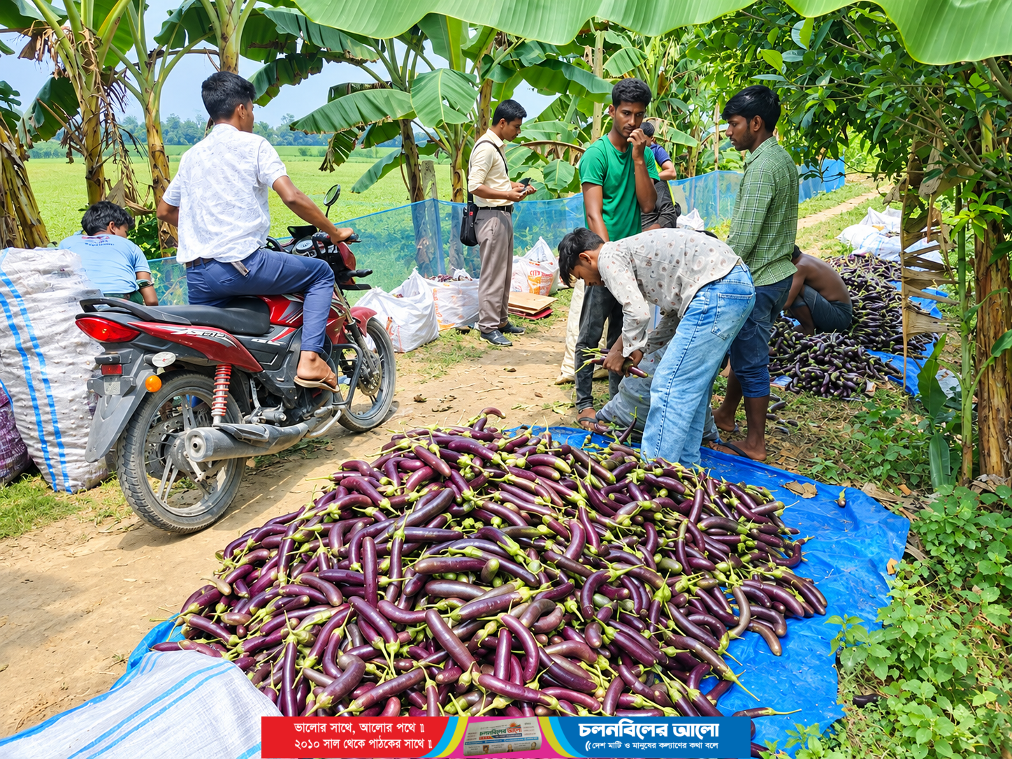 রুহিয়ায় লাল তীর বেগুন চাষে বাম্পার ফলন, লাভের মুখে কৃষকরা