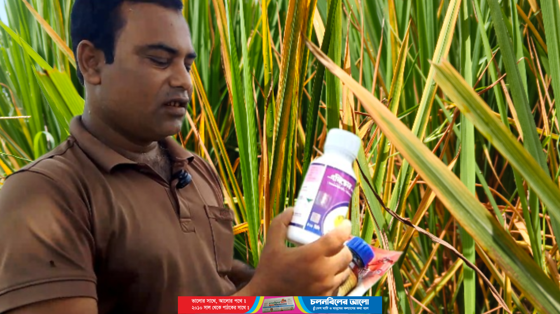 রুহিয়ায় ভুল কীটনাশক প্রয়োগে ৭ বিঘা জমির ধান নষ্টের পথে, দিশেহারা কৃষক