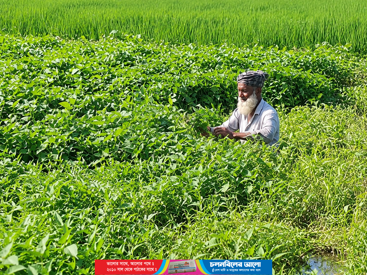 অল্প পুঁজি আর পরিশ্রমে পরিত্যক্ত পুকুরে কলমি শাক চাষে সফলতা