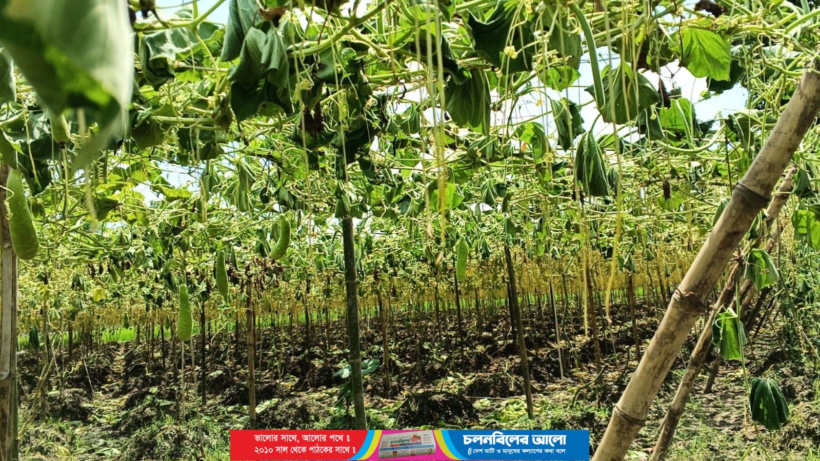 রুহিয়ায় জমি নিয়ে দ্বন্দ্বে ফলন্ত লাউ গাছ নিধন, পাল্টাপাল্টি অভিযোগ